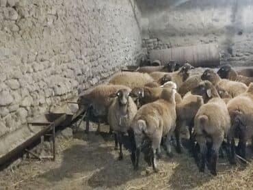 ağdam xoruzu gence: Salam Diri çəkisi 1o super quzlar əmlik arpa yonca baxilib — 7