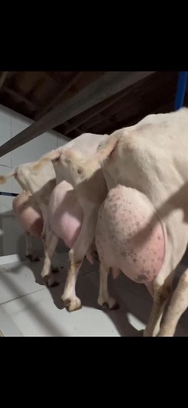 mal inək: Süd istehsalı üçün yüksək məhsuldar keçilər – damazlıq sürü 6 eded — 5