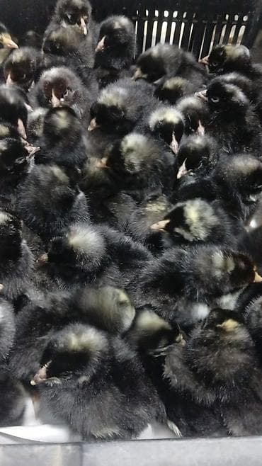 hind quşu yumurtası: 15 günlük süper lider cucesi vaxsinadiyalari verilib Saba lasota — 10