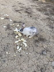 K/t heyvanları və malları: Satılır — 1