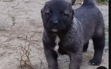 Alabay, 1 ay, Erkek, Ünvandan götürmə