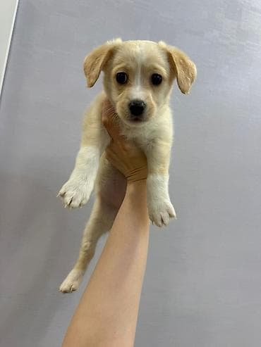 tap az heyvanlar itler: Retriever, 2 ay, Dişi, Peyvəndli — 1