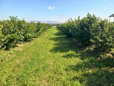купить дом в баку хырдалан: 27 соток, Для сельского хозяйства, Собственник, Купчая, Техпаспорт — 7