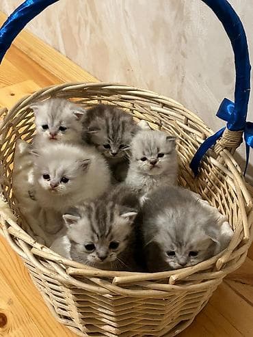 Akvariumlar: Yaxşı əllərə — 3