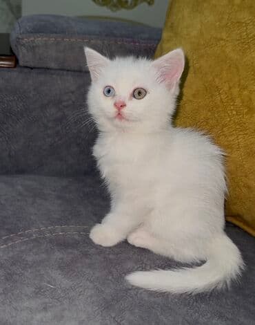 Şotland yastı qulaq, Erkək, Dişi, Yaxşı əllərə