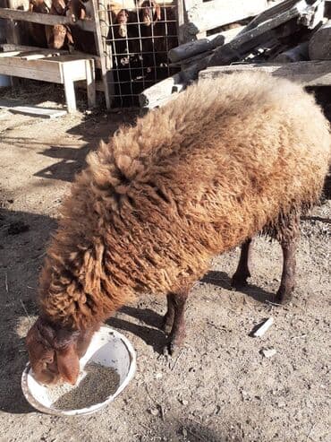qoyun ucuz: Qoyun – qırmızı-qonur rəngli, uzun yun örtüklü, yerli cins. - Bədən — 5