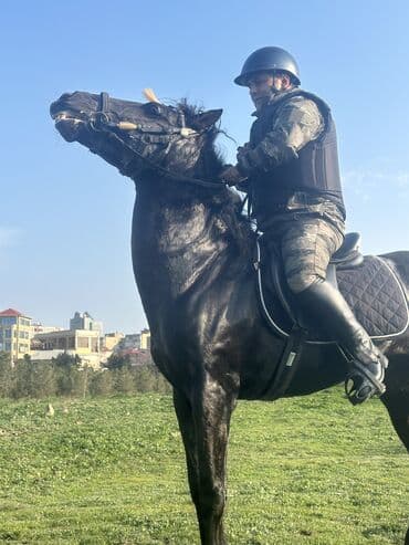 at dayca: Erkək, il: 6, Rayonlara çatdırılma — 4