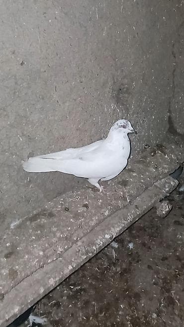 Balıqlar: Erkək quşdur 5 manata satılır. Tərgitmədir. Ünvan Cəlilabad. bəzi — 4