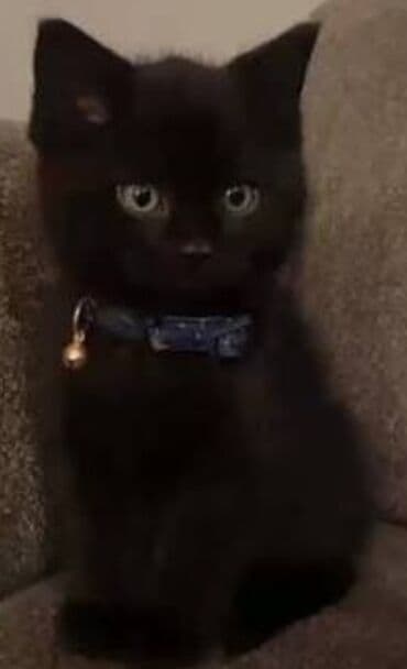 bala pişik: Britan, Yaxşı əllərə — 4