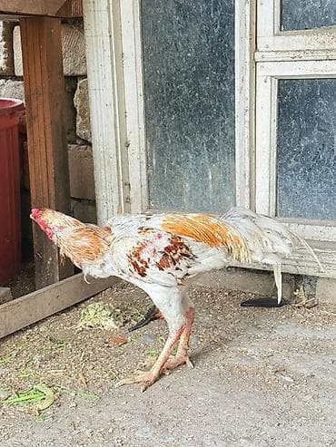 sumatra xoruz: Doşab heyratı satılır 1 delebesi var Məhsul: Xoruz (uzunboyun, oyun — 7