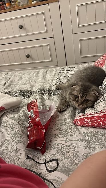 pisik ev: Şotland — 3