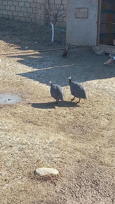 Hind bildirçini (qvineya quşu) cütü - Növ: Qvineya quşu (helmeted — 2
