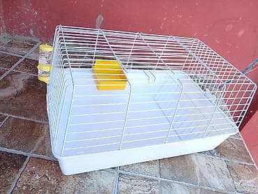 Dovşanlar: Ev dovşanı balaları – yumşaq tüklü, kiçik ölçülü - Növ: dekorativ ev — 7