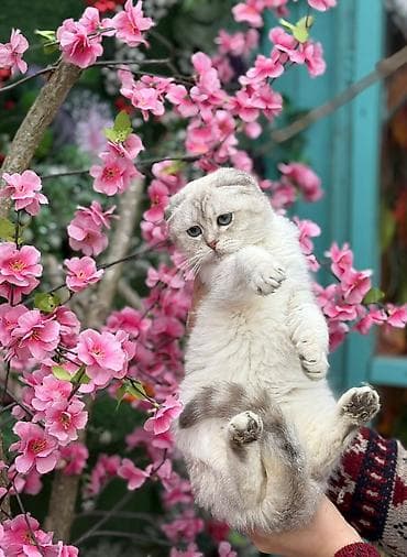 pişiy: Şotland yastı qulaq — 1