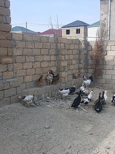 çöl ördək: Salam öz qapımın sağlam cavan heyvanlarıdır ətradlı nömrə qeyd olunip — 2