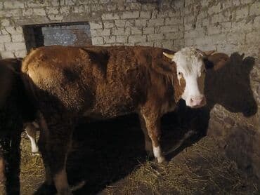 Inəklər, öküzlər: Erkək, Simental, il: 1, Ətlik — 3