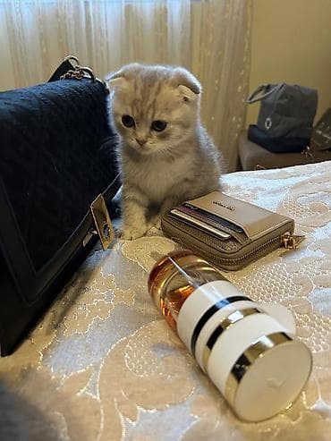 kurt sekilleri: Şotland yastı qulaq, Erkək, Yaxşı əllərə, Ünvandan götürmə, Ödənişli çatdırılma — 5