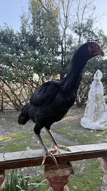 Dovşanlar: Toyuq, Damazlıq — 2