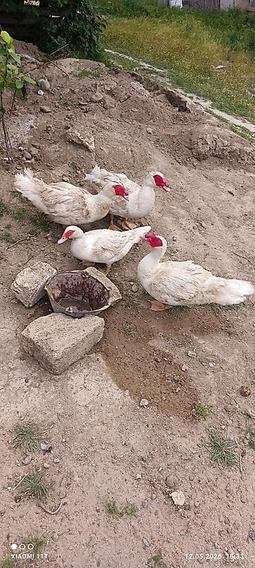 hind qusu daqestan sortu: Erkey satilir temiz cins Unvan saray — 4