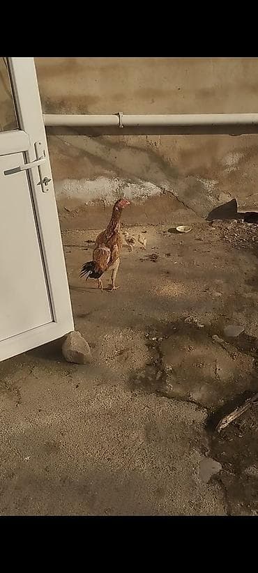 heyrəti: Heyrati 3 fərə 1 Xoruz 12 cücə Satilir Təmiz türkdü qiymət 200 manat — 4