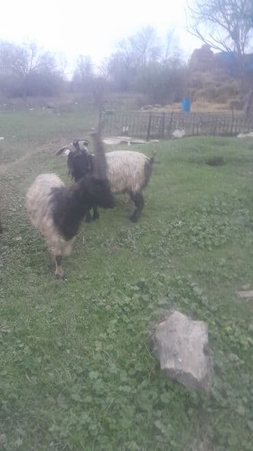 Dovşanlar: Məhsul: Təkə (erkək keçi) Təsvir: - Uzun, dalğalı tük örtüklü — 3