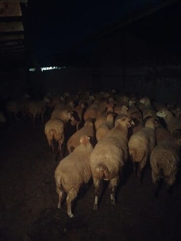 lal ordək balası satılır: Salam 50baş qoyun satılır 18 dogub 8 10 kilolug quzları var altında — 2