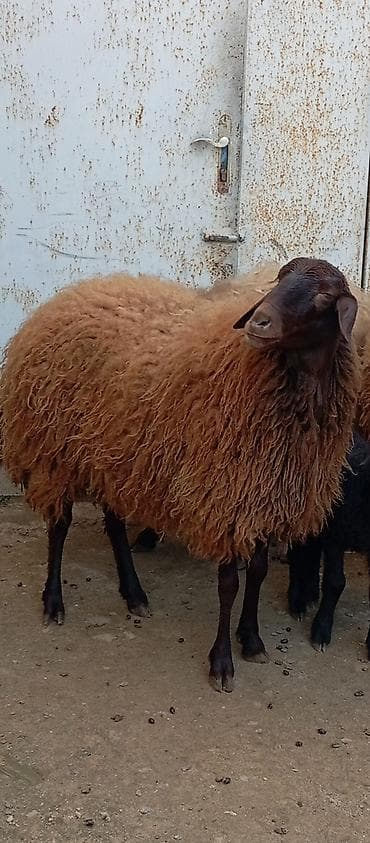 xarici it adlari: Salam ünvan Bakıin maştağa kendi obşi 7 baş heyvanlar 2 baş ana-bala 3 — 7
