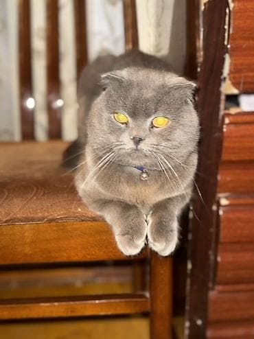 diri quzu satisi: Şotland, Erkək, Cütləşmə üçün — 6