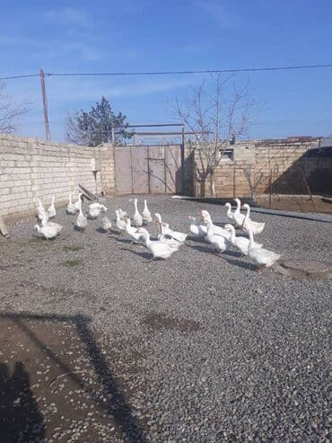 nerimanovda obyekt satilir: Suraxanı rayonu, Bahar qəsəbəsi, Süd zavodunun yanı, 12 sotda ümumi — 10