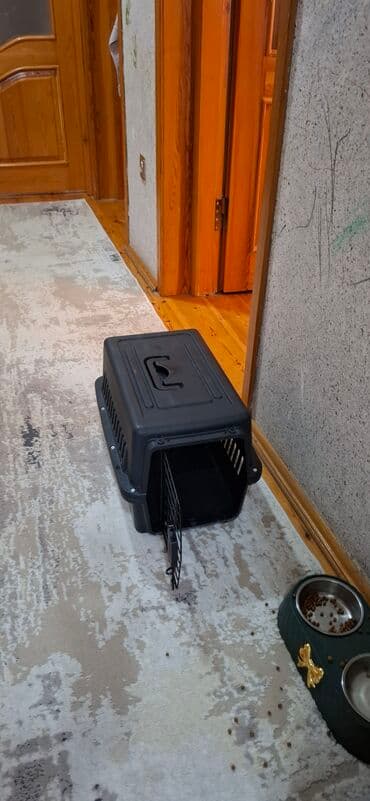 pişik eşyaları: Britan, Erkək — 4