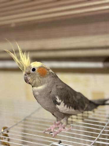 1 yashinda erkek Karella Tam saglamdi Qefesi ve yem qabi ile