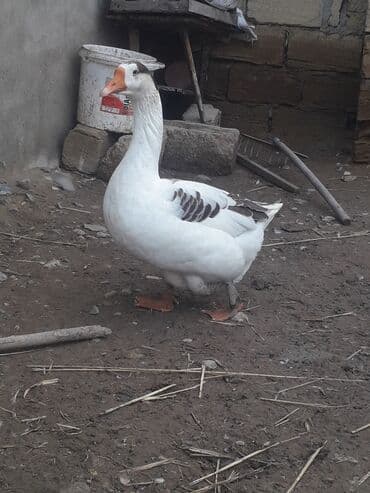 сколько стоит щенок: Tecili kok qaz satilir QIYMETi sonu 45 manat (1ededir) — 2