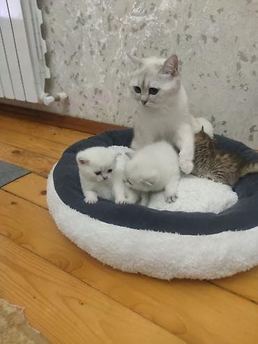 şinşilla pisik: Şinşilla — 3