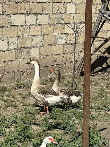 sarı quş: Satılır: qazlar
3 yerli qaz satılır 1 erkek, 2 kişi — 1