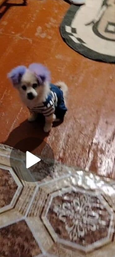 ağ quyruq: Şpitz, 4 ay, Erkek — 3