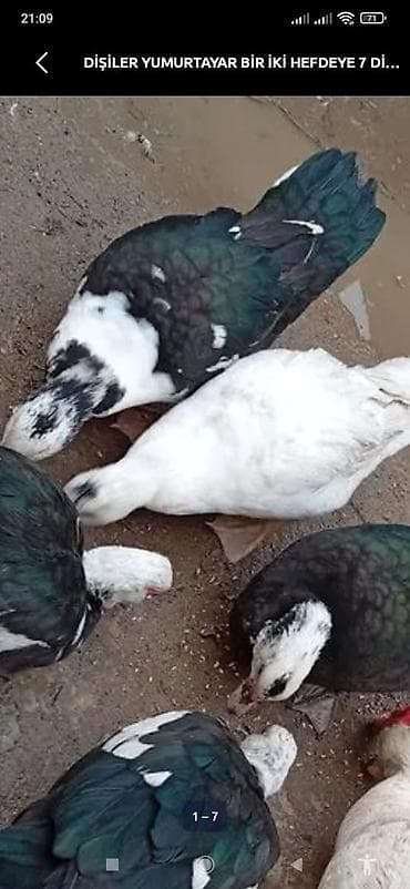 lal ordək balası: Üç erkəydi 9 dişi heyet BALACADİ SATLİR damazdiq eladi ünvan — 9