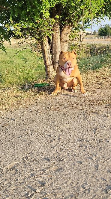 doyuş itleri: Pitbul, Erkek — 2