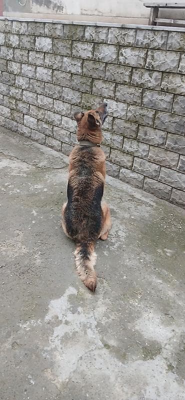 Alman çoban iti lalafo.az -da Alman çoban iti