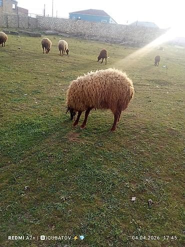 dovşan haqqında məlumat: Erkey toğulu satılır istəyən olsa yazsın video sun atım baxın real — 4