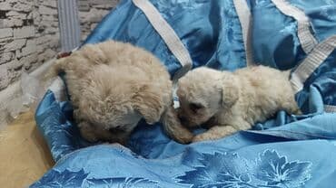 baliq qulagi: Pudel — 3