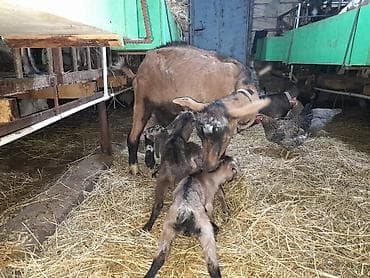 heyvan satisi: Südlük keçilər – sağlam, məhsuldar sürü Salam şəkillərdə görünən — 9