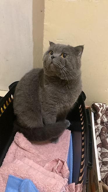 heyvan cütləşməsi: Britan — 4