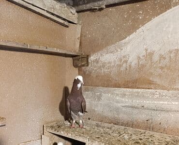 drakon goyərcin: Quş göz qabağındadır babayeviski ağ baş tutulmadı saqlamda quşdu boş — 4