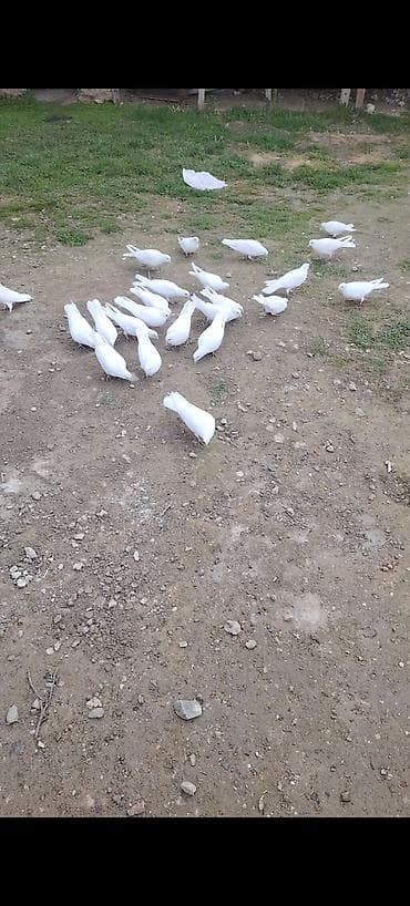 qus nomreleri: Kom bir nesil 12 tük ağlar çılpaq 23 quşdu kom 220 m - Növ: ev — 2