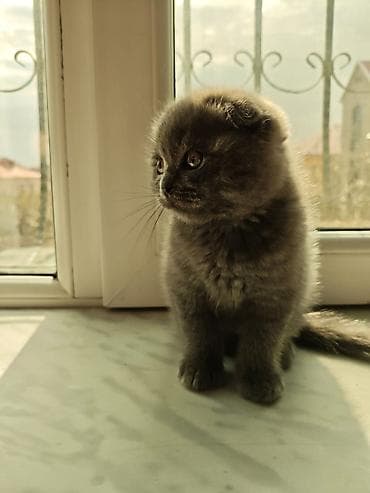 pişik cütleşdirmek: Britan — 6