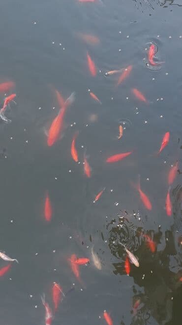 nemo baligi: Yapon qizil baliqlari — 11