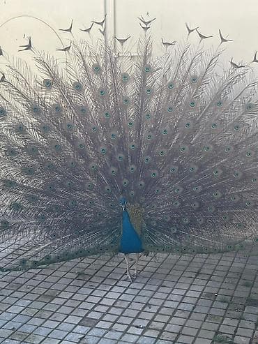 jako tutuquşunun digər adı: Məhsul: Tovus (erkək),(dishiside var 1 eded) Təsvir: - Parlaq — 1