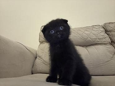 pişik yeməyi: Şotland yastı qulaq, Yaxşı əllərə, Ünvandan götürmə — 3