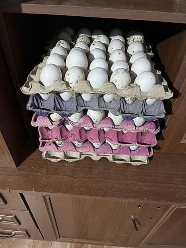 Pekin(kuban) ördək yumurtası.Gündəlik hər səhər 130-150 yumurta vermək