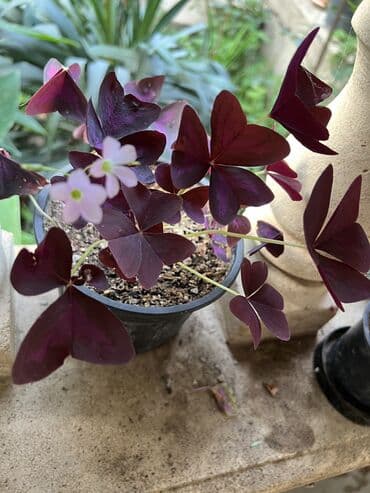 продажа комнатных растений: Her nov guler var endirimnen verecem Gencedi istiyen yazsin satiş — 2